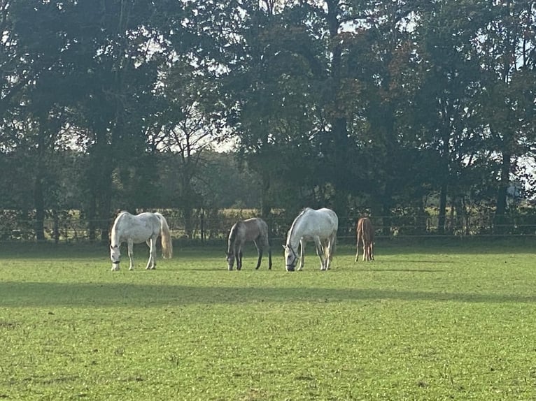 KWPN Mix Mare 16 years 16,1 hh Grey in Eibergen