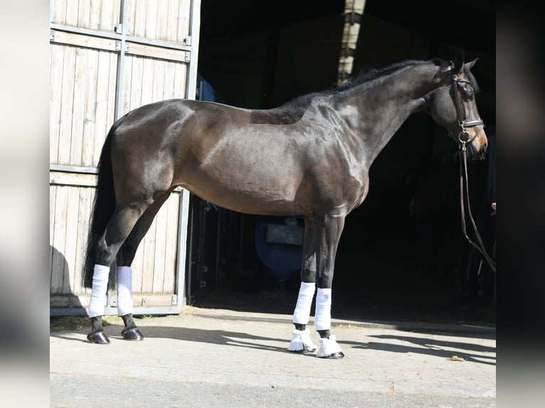 KWPN Mare 16 years 17.1 hh Bay-Dark in Geilenkirchen