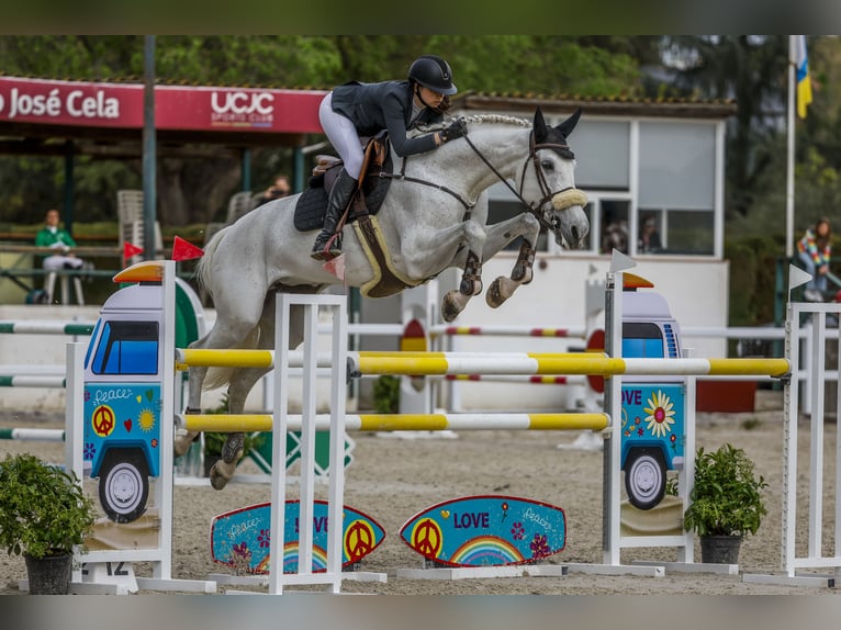KWPN Mare 16 years 17.2 hh Grey in Las Rozas De Madrid
