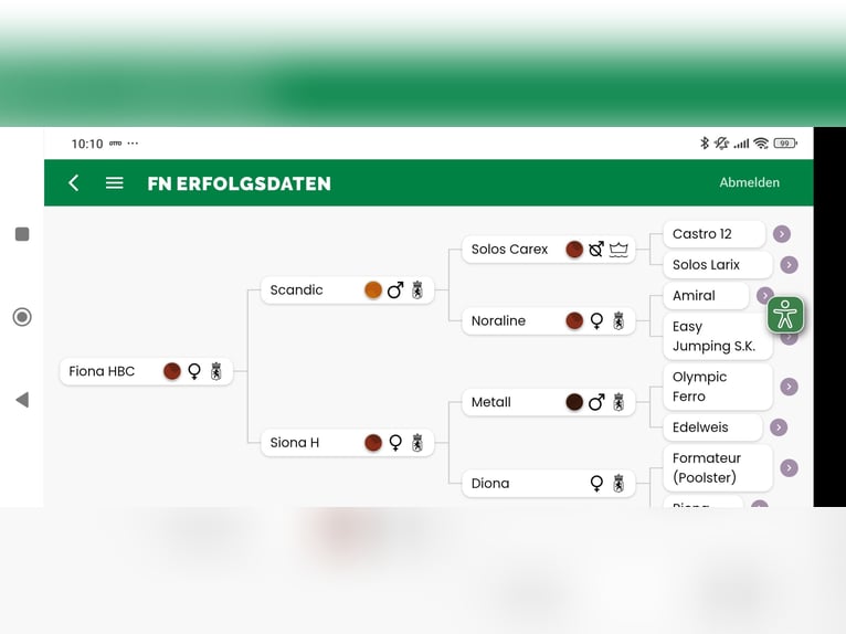KWPN Mare 16 years 17 hh Brown in Hünstetten