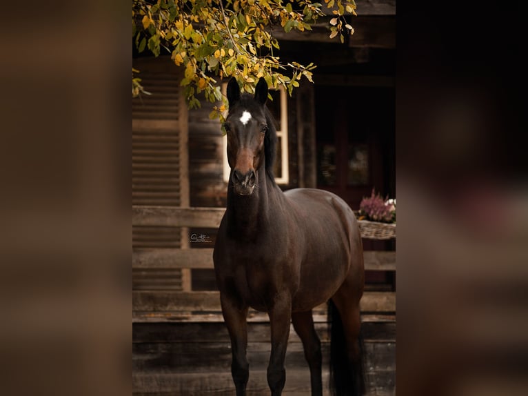 KWPN Mare 16 years 17 hh Brown in Hünstetten