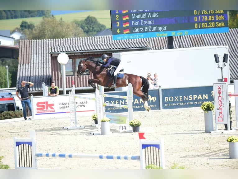KWPN Mare 16 years 17 hh Brown in Pforzheim