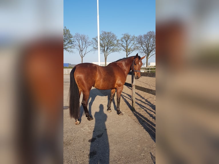 KWPN Mare 16 years 17 hh Brown in Venray