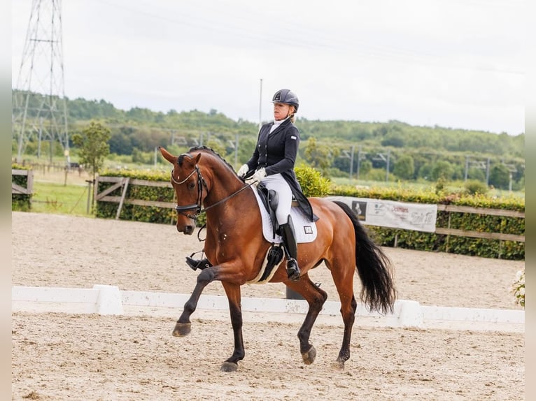 KWPN Mare 16 years 17 hh Brown in Heiloo