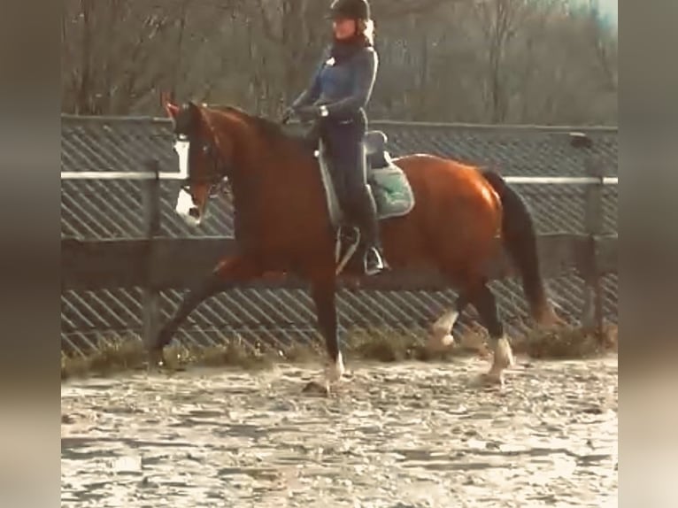 KWPN Mare 16 years 17 hh Brown in Kirchhundem