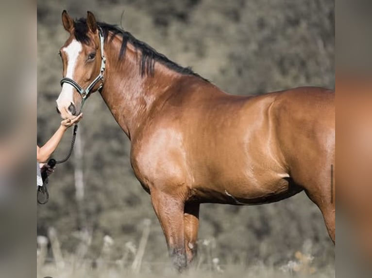 KWPN Mare 16 years 17 hh Brown in Kirchhundem