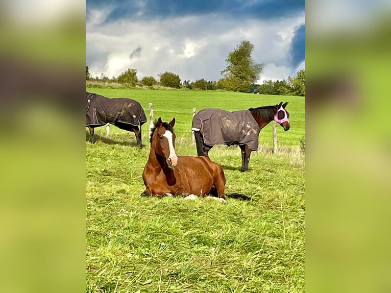 KWPN Mare 16 years 17 hh Brown in Kirchhundem