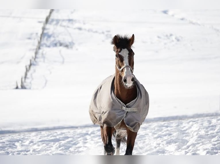KWPN Mare 16 years 17 hh Brown in Kirchhundem