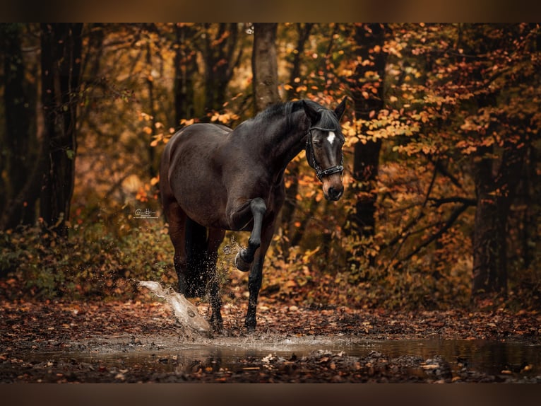 KWPN Mare 16 years 17 hh Brown in Idstein