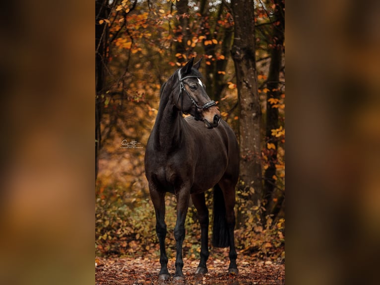 KWPN Mare 16 years 17 hh Brown in Idstein