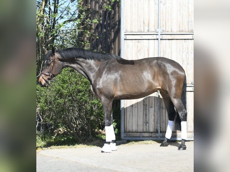 KWPN Mare 16 years 17,1 hh Bay-Dark in Geilenkirchen