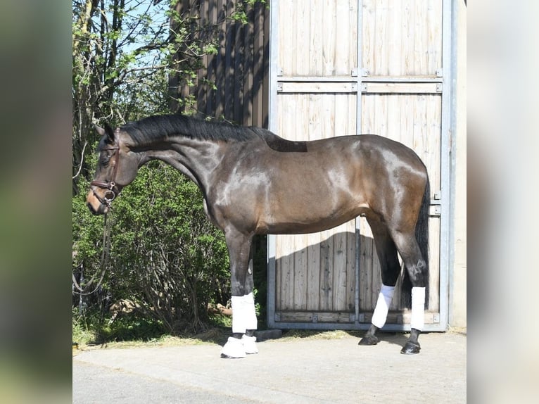 KWPN Mare 16 years 17,1 hh Bay-Dark in Geilenkirchen