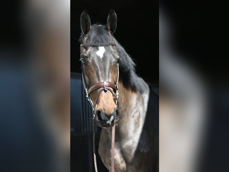 KWPN Mare 16 years 17,1 hh Bay-Dark in Geilenkirchen