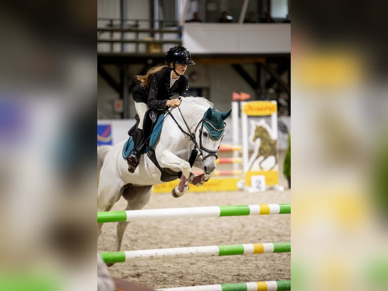 KWPN Mare 17 years 13.2 hh Grey in Żarki Letnisko