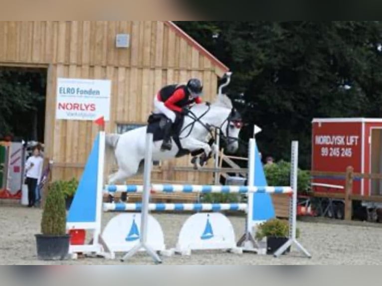 KWPN Mare 17 years 13.2 hh Grey in Żarki Letnisko