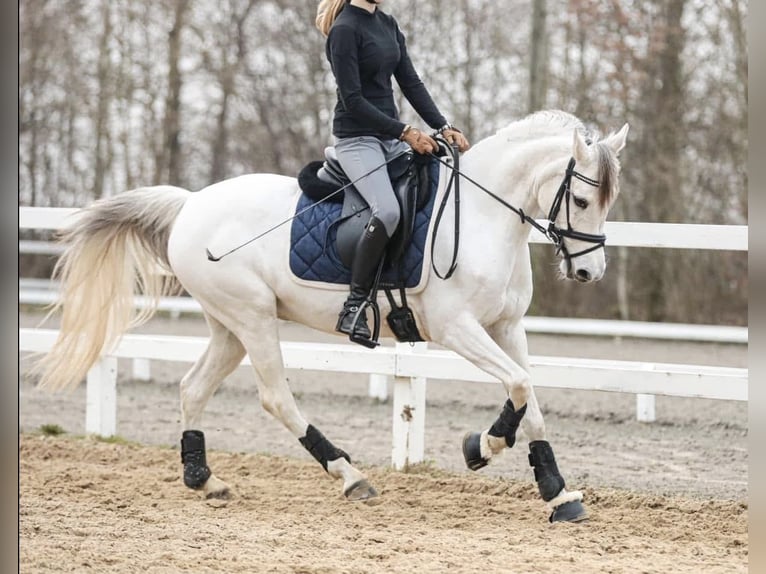 KWPN Mare 17 years 13.2 hh Grey in Żarki Letnisko