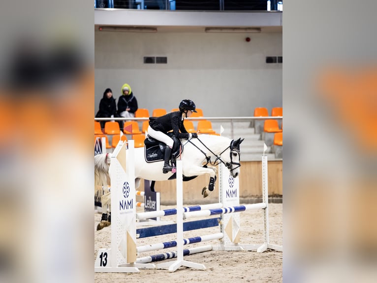 KWPN Mare 17 years 13,2 hh Grey in Żarki Letnisko