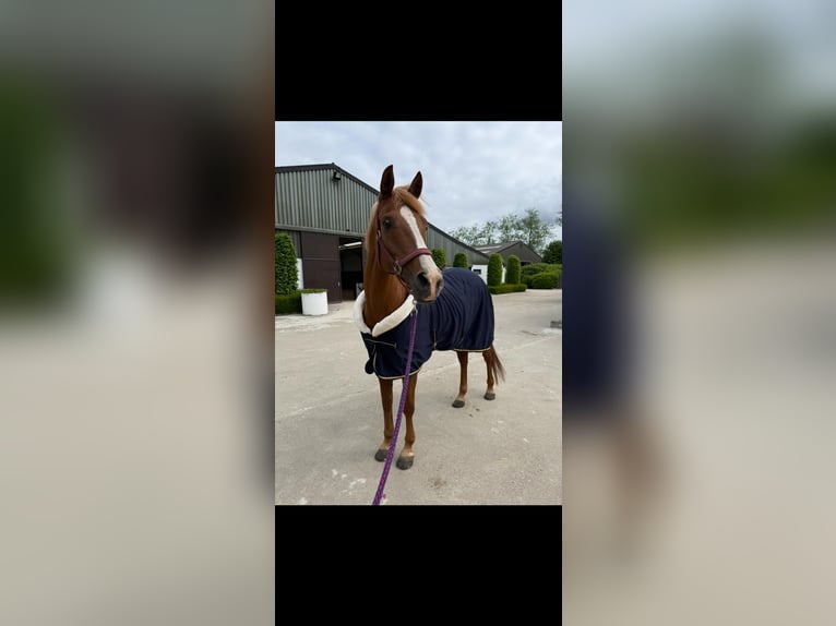 KWPN Mare 17 years 15,1 hh Chestnut-Red in Kasterlee