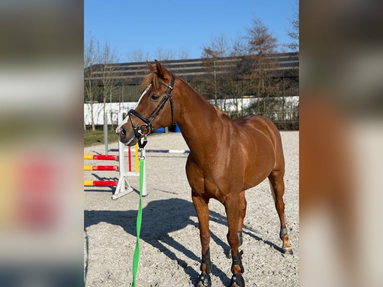 KWPN Mare 17 years 15,1 hh Chestnut-Red in Kasterlee
