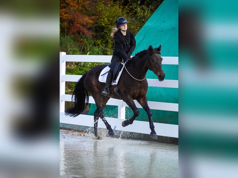 KWPN Mare 17 years 15,2 hh Bay-Dark in Nettersheim