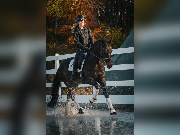 KWPN Mare 17 years 15,2 hh Bay-Dark in Nettersheim