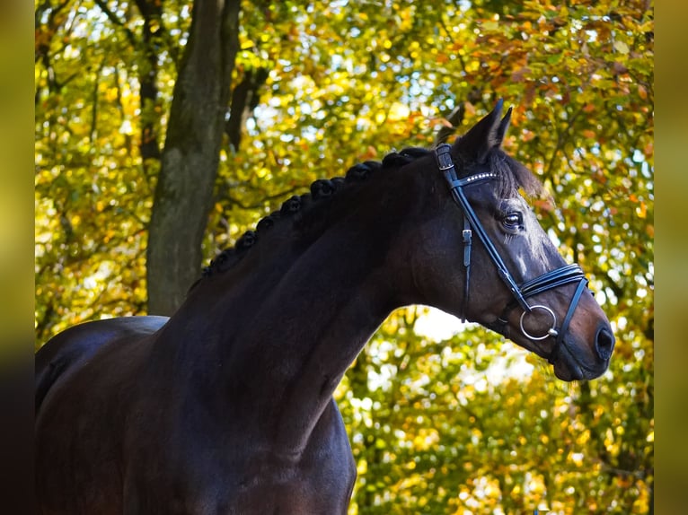 KWPN Mare 17 years 15,2 hh Bay-Dark in Nettersheim