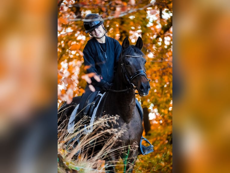 KWPN Mare 17 years 15,2 hh Bay-Dark in Nettersheim