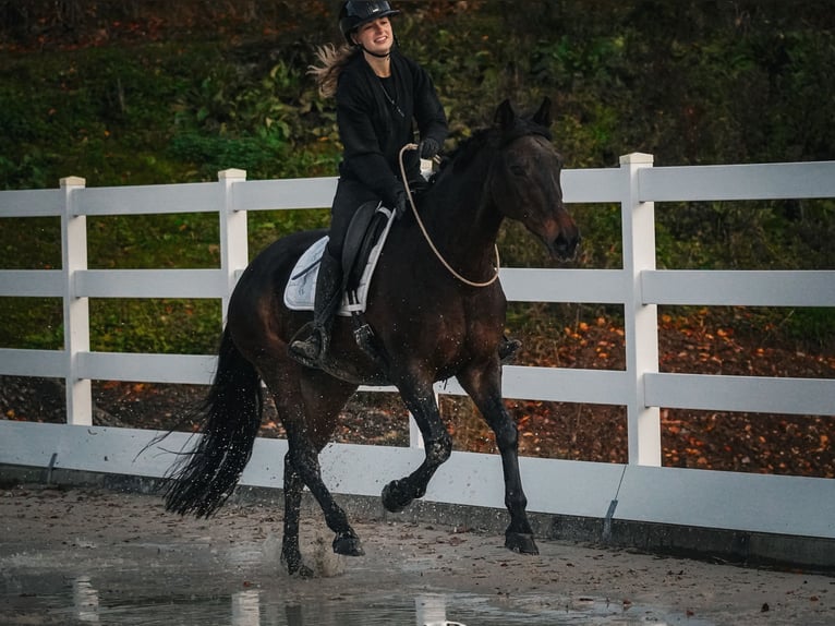 KWPN Mare 17 years 15,2 hh Bay-Dark in Nettersheim
