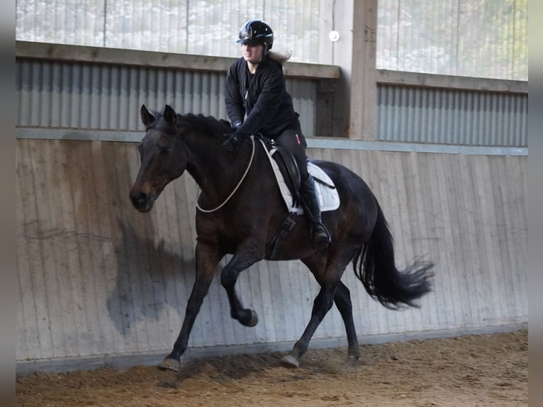 KWPN Mare 17 years 15,2 hh Bay-Dark in Nettersheim