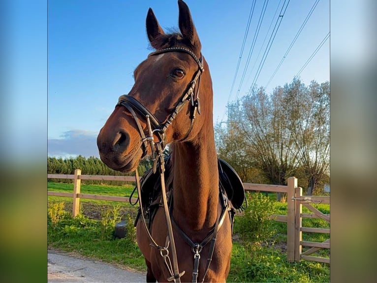KWPN Mare 17 years 15,2 hh Bay-Dark in Vlezenbeek