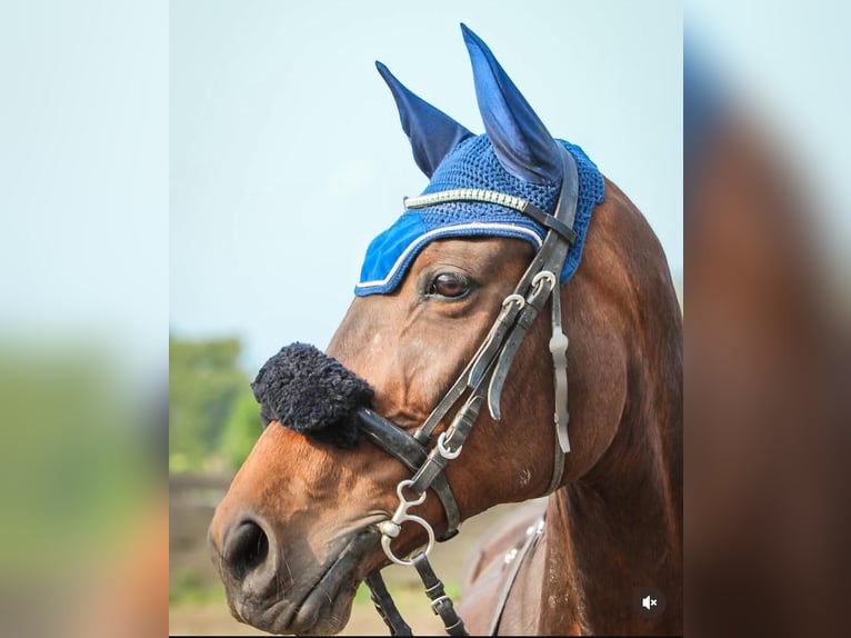 KWPN Mare 17 years 15,2 hh Bay-Dark in Vlezenbeek