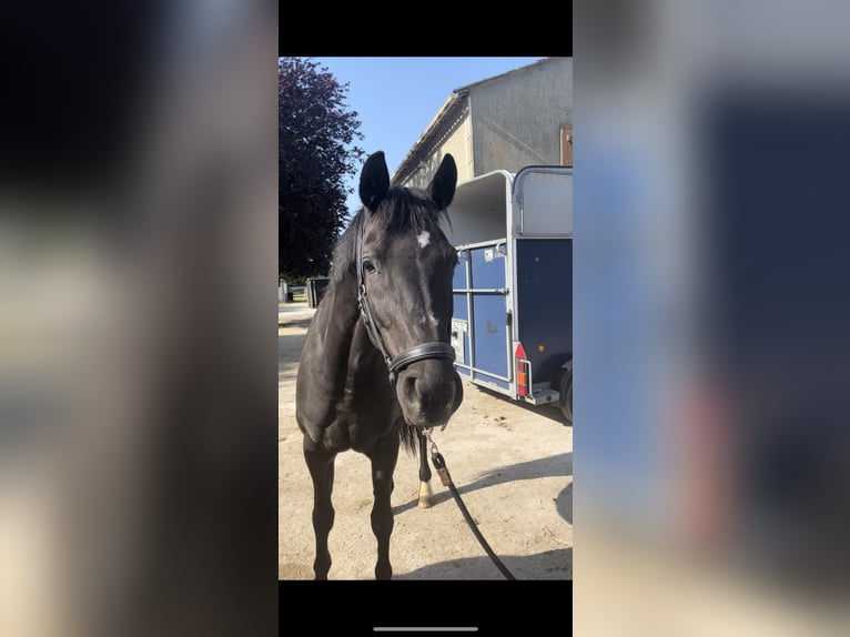 KWPN Mare 17 years 16,1 hh Black in GROTE-BROGEL