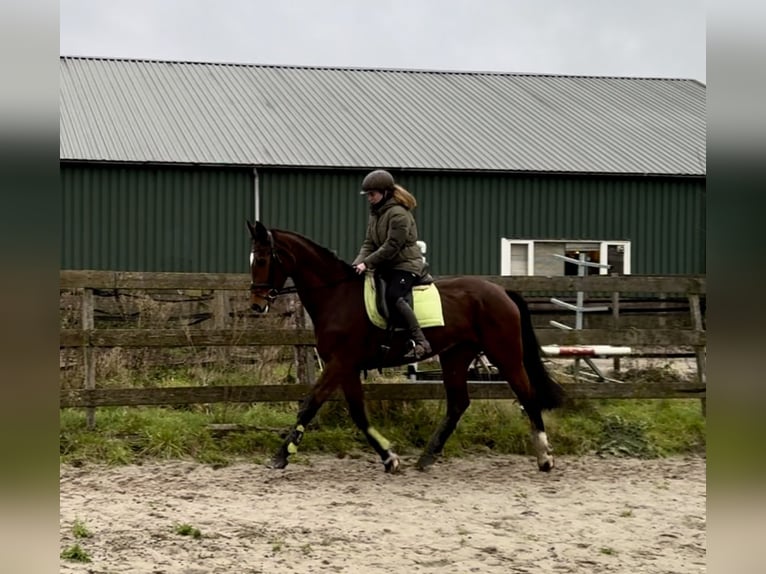 KWPN Mare 17 years 16,1 hh in Barneveld