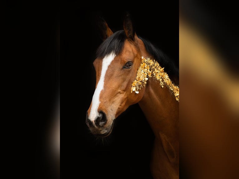 KWPN Mare 17 years 16.1 hh Brown in Gelsenkirchen