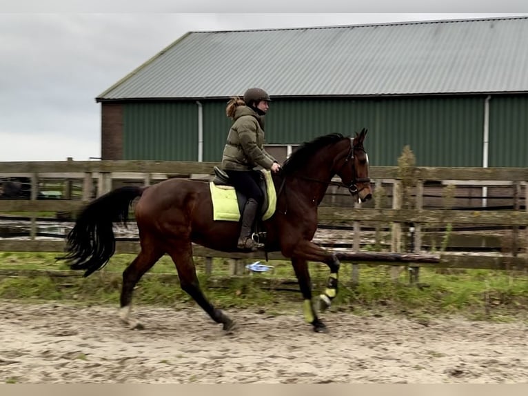 KWPN Mare 17 years 16,1 hh Brown in Barneveld