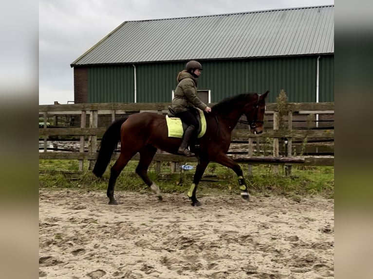 KWPN Mare 17 years 16,1 hh Brown in Barneveld