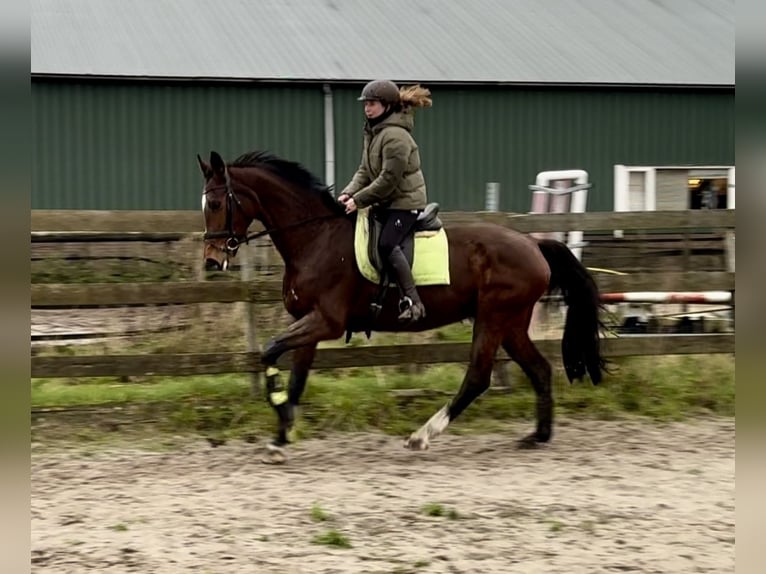 KWPN Mare 17 years 16,1 hh Brown in Barneveld