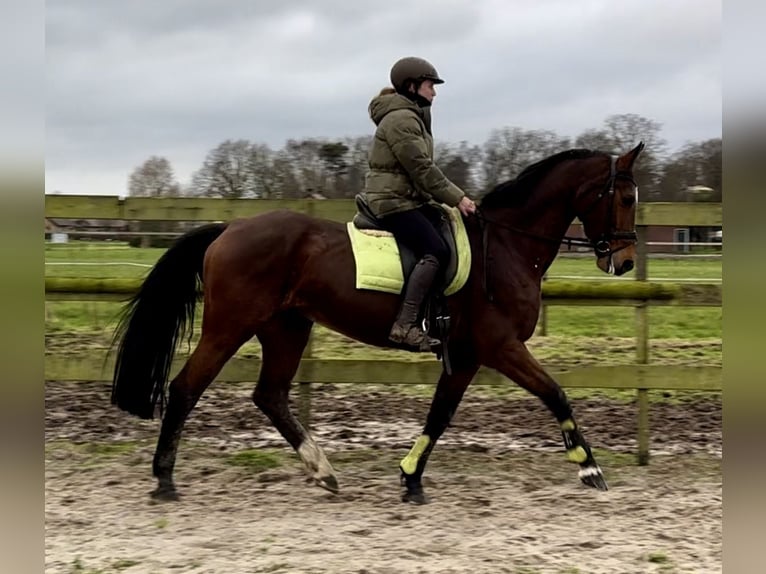 KWPN Mare 17 years 16,1 hh Brown in Barneveld