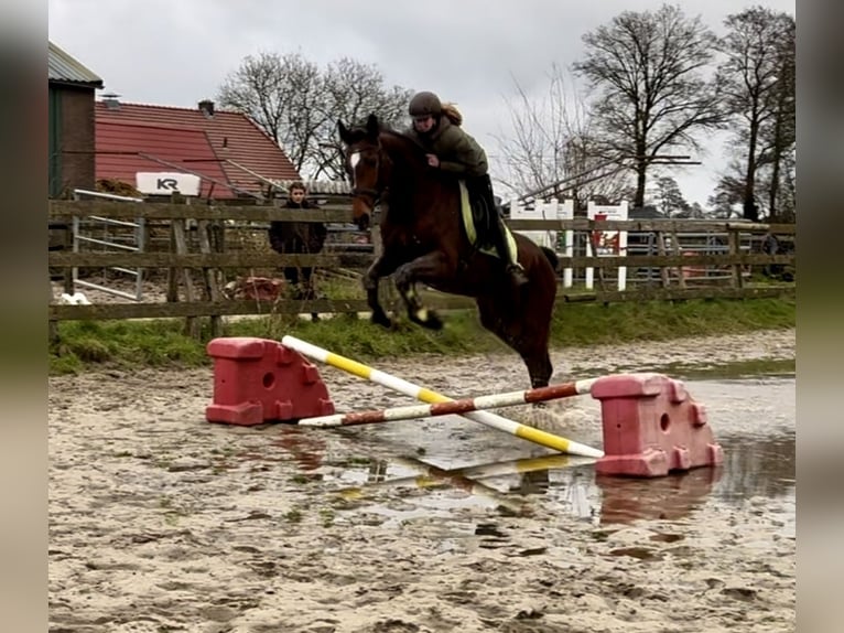 KWPN Mare 17 years 16,1 hh Brown in Barneveld