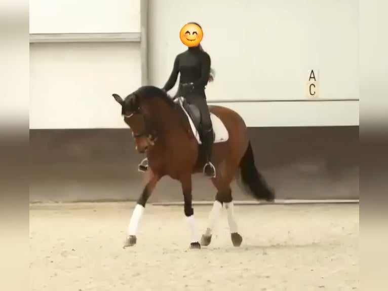KWPN Mare 17 years 16.1 hh Brown in Zuidlaren