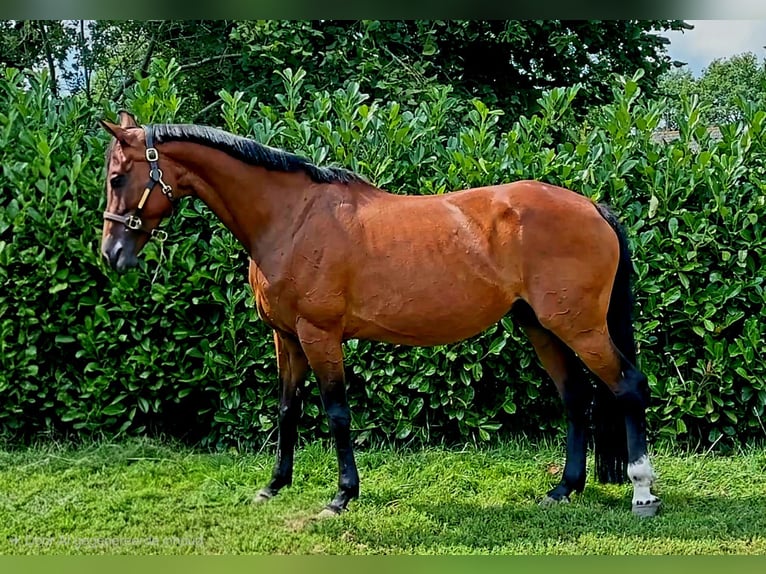 KWPN Mare 17 years 16.1 hh Brown in Zuidlaren