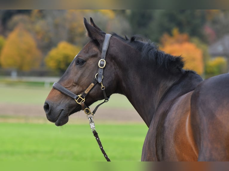 KWPN Mare 17 years 16.1 hh Brown in Moosach