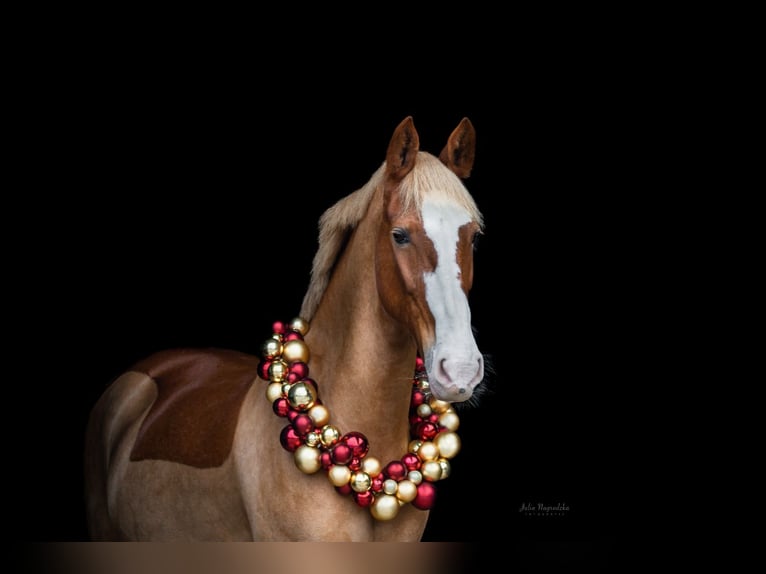 KWPN Mix Mare 17 years 16,1 hh Chestnut-Red in Henstedt-Ulzburg