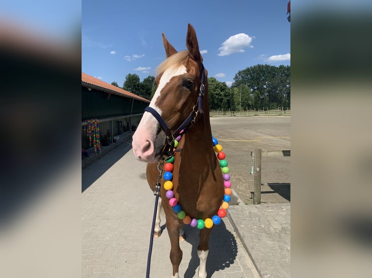 KWPN Mix Mare 17 years 16,1 hh Chestnut-Red in Henstedt-Ulzburg