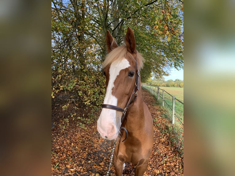 KWPN Mix Mare 17 years 16,1 hh Chestnut-Red in Henstedt-Ulzburg