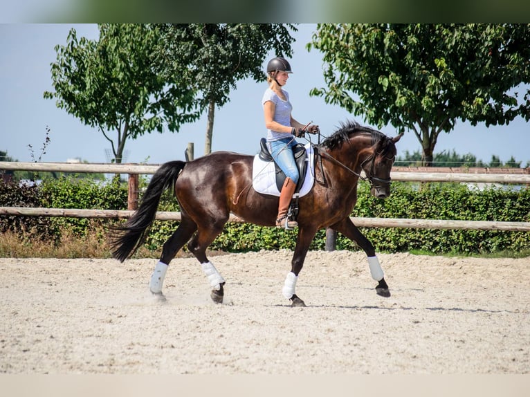 KWPN Mare 17 years 16.2 hh Bay-Dark in Gulpen