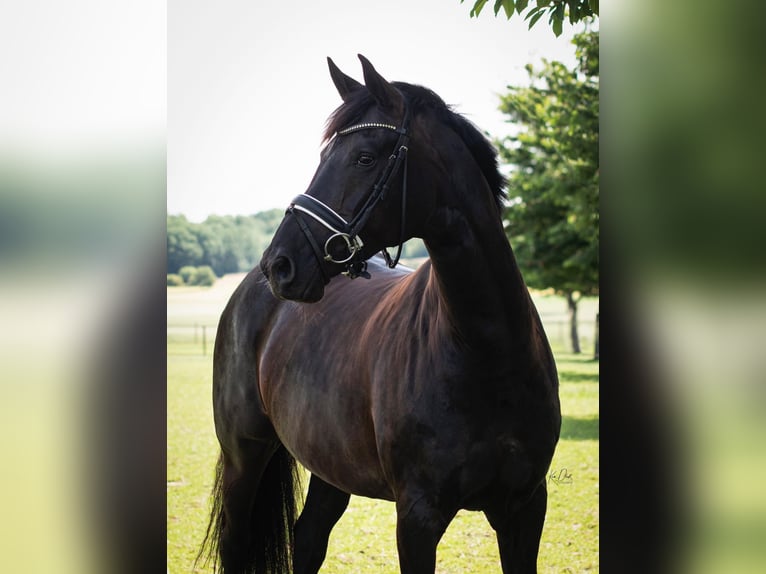KWPN Mare 17 years 16.2 hh Bay-Dark in Gulpen