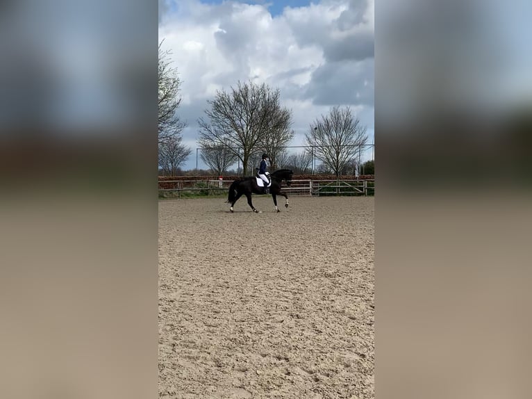 KWPN Mare 17 years 16.2 hh Bay-Dark in Gulpen