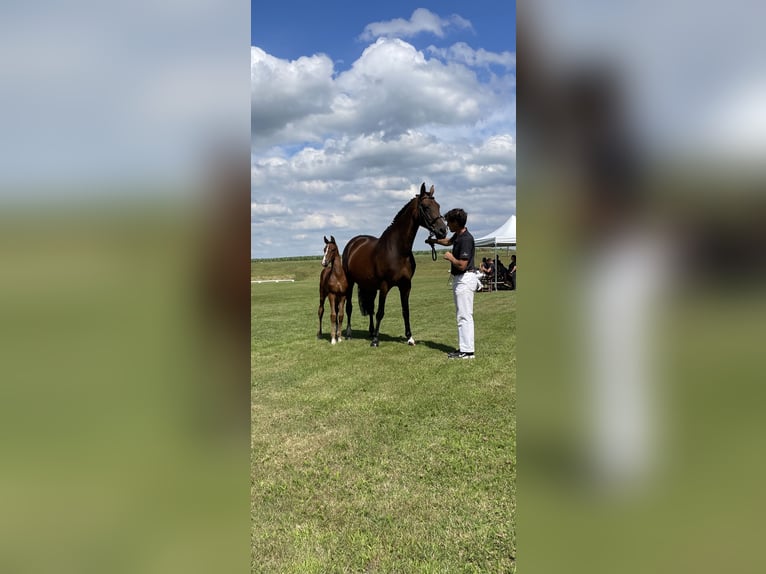 KWPN Mare 17 years 16,2 hh Brown in Antwerpen