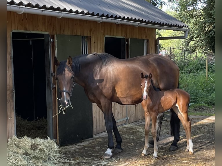 KWPN Mare 17 years 16,2 hh Brown in Antwerpen